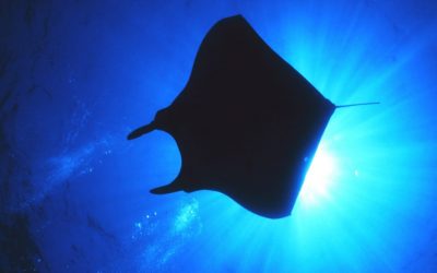 “What I Learned from a Manta Ray – or Two”  Group Healing Call 12/07/16